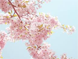Sakura saber desktop wallpapers, hd backgrounds. Sakura Wallpaper By Zikarra On Deviantart