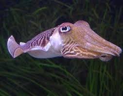 I Need To Draw One Of These Adorable Amazing Creatures Cuttlefish Animals Cuttlefish Sea Creatures