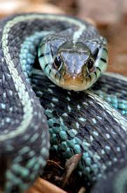 Black And Orange Striped Snake Florida Pin By Jessie Carlton On Cute Animals Beautiful Snakes Animals Snake