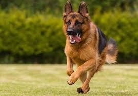 #jerman_dog | 1.6k people have watched this. Top 10 Benefits Of Having A German Shepherd Dogmal