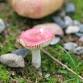 Mushroom Walk at Hale