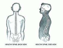 A healthy spine when viewed from the side has gentle curves to it. Learn About Posture