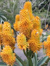 Image result for Aloe tauri