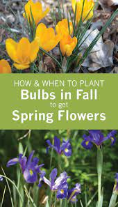 Guide To Planting Spring Flowering Bulbs In Fall When And How To Plant Daffodil Bulbs Daf When To Plant Bulbs Spring Flowering Bulbs Fall Bulb Planting