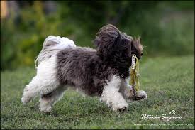 We did not find results for: Havanese Puppies For Sale Willow Springs Havanese