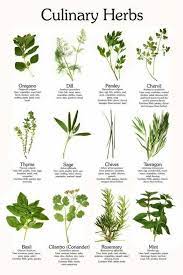 Pin By Vivian On Electroytes Nutrition Culinary Herbs Herbs Indoors Medicinal Plants