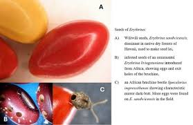 Image result for Physostigma mesoponticum
