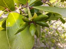 Image result for Artabotrys modestus