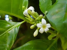 Image result for Morinda asteroscepa