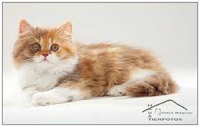 British Longhair Cat Cinnamon Tortie With White Cats Tortoise Shell Cat Cattery