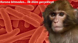 People typically get infected with b virus if they are bitten or scratched by an infected macaque monkey, or have contact with the monkey's eyes, nose, or mouth. Nsmkbfq3dhhgcm