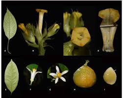 Image result for Achyrospermum laterale