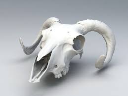 Ram Skull 3d Model Object Zbrush Files Free Download Modeling 46164 On Cadnav Ram Skull Skull Zbrush