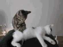 If the mere act of licking doesn't do the trick freeing what's lodged in their claws, while grooming, healthy cats will sometimes bite. Cat Claws Gifs Tenor