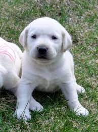 Adopt sonny (fostered in new england) a black labrador retriever. Pure White Labrador Puppies For Sale In Ashburnham Massachusetts Classified Americanlisted Com