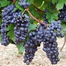 Pentru a incuraja asociatiile de producatori viticoli care detin si exploateaza vita de vie nobila, camera deputatilor a adoptat, miercuri, 16 martie, un proiect de lege. Vita De Vie Rosie De Vin Medina Gardenexpert Ro