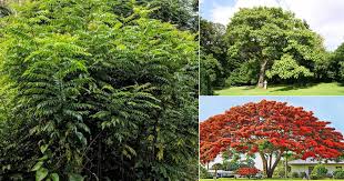 We did not find results for: 7 Popular Deciduous Trees In India Deciduous Trees List
