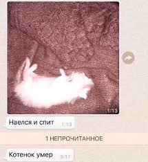 Лентач | 😴 Наелся и спит 😴 ⠀ Весна началась с мемов про котиков. В начале  марта в рунете появился скриншот переписки в WhatsApp — мама прислала... |  Instagram