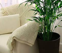 10 Ways To Care For A Cat Palm Indoors House Plants Expert In 2021 House Plants Indoor Palms Palm Plant