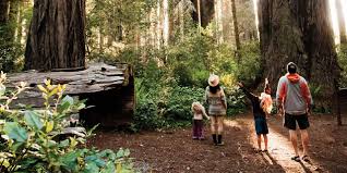 Maybe you would like to learn more about one of these? Camping In The Redwoods Visit California