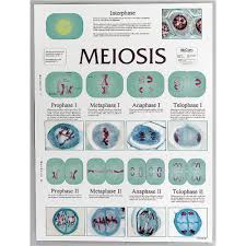 Meiosis Cell Division Chart Amazon Com Industrial Scientific