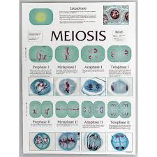 meiosis cell division chart amazon com industrial scientific