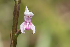 Image result for Disa aconitoides