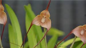 Dracula houtteana – Orchids for the People