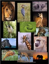 African Animal Collage Room15ravers African Animals Animals African Wildlife
