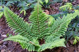 Image result for Polystichum