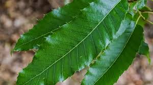 Image result for Quercus acutissima