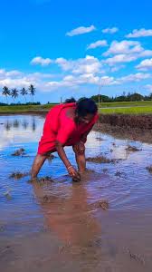 Raj47770 on X: Trichy Sathana - Hot Thigh DanceShow  t.coGvfJPJvFQC  X