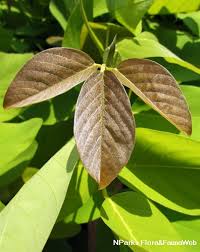 Image result for Pentadesma