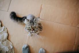 Medical has your cat always bitten and chewed his nails? Why Does My Cat Bite My Feet Explaining Foot Leg Ankle Toe Chomps