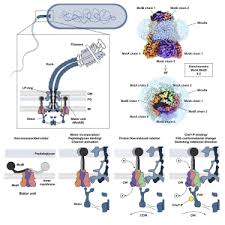 What is the function of flagella. Structure And Function Of Stator Units Of The Bacterial Flagellar Motor Sciencedirect