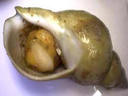 Les Differents Coquillages Richesse De La Mer