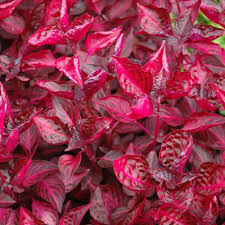 Image result for Iresine herbstii