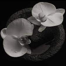 Mike Patton Jean Claude Vannier Corpse Flower Ipecac Pia
