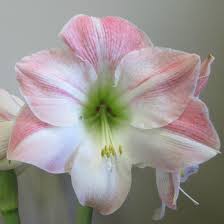 Amaryllis is a large bulb and a larger plant, with dramatic flowers in a variety of colors. Hippeastrum Southern Hemisphere Cherry Blossom Christmas Forcing Amaryllis From Leo Berbee Bulb Company