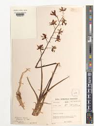 Image result for Eulophia leachii