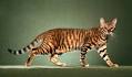 The Tiger Cat - Cat Breeds Encyclopedia