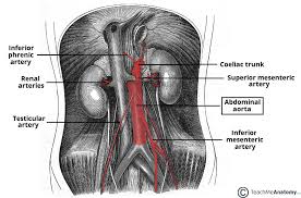 Blood vessels also circulate blood throughout the circulatory system oxygen (bound to hemoglobin in red blood cells) is the most critical nutrient carried by the blood. Vasculature Of The Abdomen Teachmeanatomy