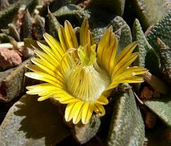 Image result for Nananthus