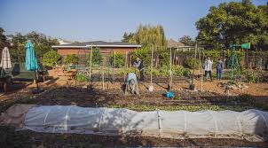  Orange Home Grown Celebrates 10 Years Of Urban Agriculture Executive Director Megan Penn Reflects On The Impacts Of The Farmer S Market And Education Farm Over The Past 10 Years Neighbors Of Chapman
