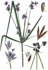 Image result for Cyperaceae