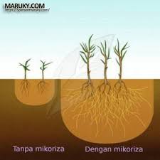 Berapakah kebutuhan tenaga panen jika suatu luas areal perkebun. Kumpulan Soal Dan Jawaban Mikoriza Praktikum Mk Dasar Ilmu Tanah