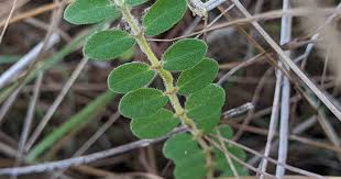 Image result for Laurembergia