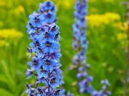 Larkspur Chirimwa Chakanakisa Chemaruva Munyika Kurima Bindu On