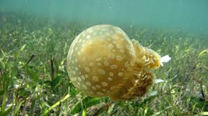 Jellyfish have a pretty interesting life cycle. Super Adaptable Jellyfish Are The Real Rulers Of The Oceans Our World