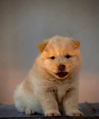 Cachorro Feliz Clínica Veterinaria - Pet Shop